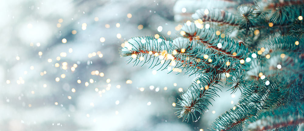 Tannenbäume sind als Christbaum beliebt. Zur Landesgartenschau werden viele Bäume gepflanzt, die ebenfalls zu Weihnachten verschenkt werden können: als Patenbäume - gemeinsam mit einer Patenbank, Foto: AdobeStock
