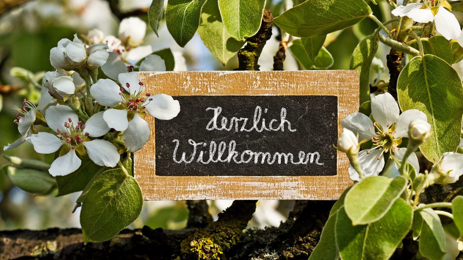 Holztafel mit Beschriftung "Herzlich Willkommen" umrahmt von Kirschbaumblüten. Für das Ehrenamt-Team zusammen ankommen. Foto: Adobe Stock