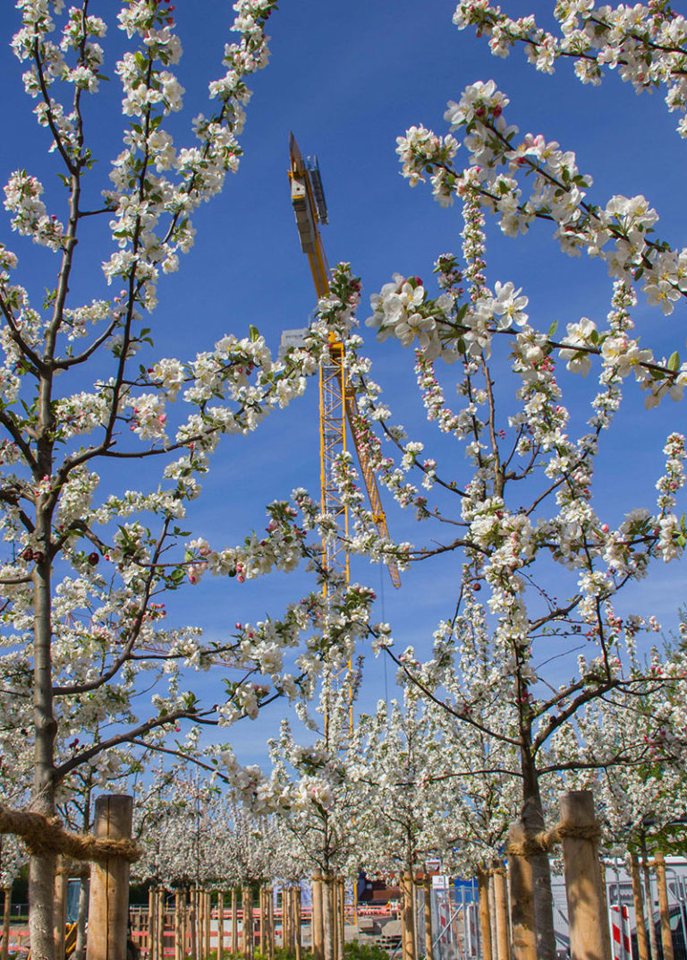 Apfelblüte in den Jahrgangswäldchen: 318 Zierapfelbäume wurden zur Landesgartenschau Kirchheim in der Sphäre Garten gepflanzt.