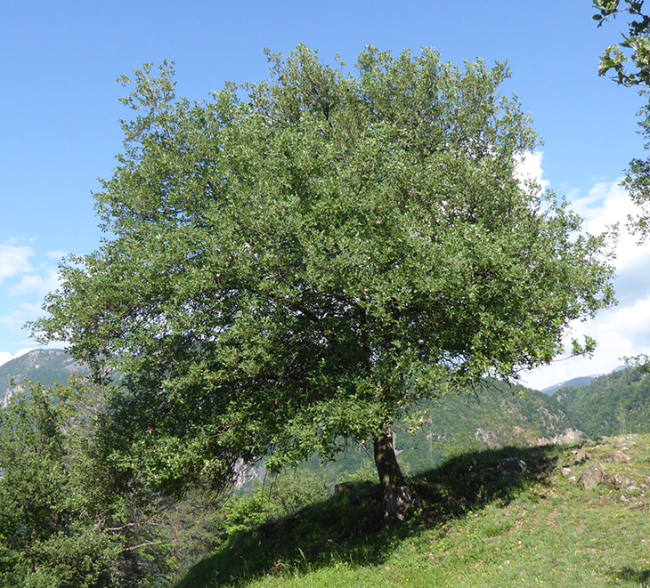 Flaumeiche - Klimabaum. Foto: LWF